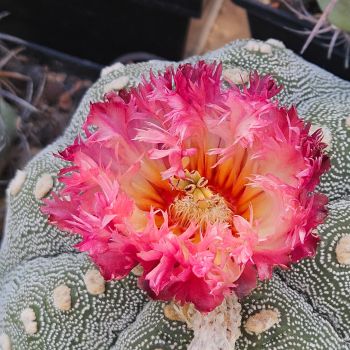 Astrophytum asterias CV Feuerball / gefiederte Blüten